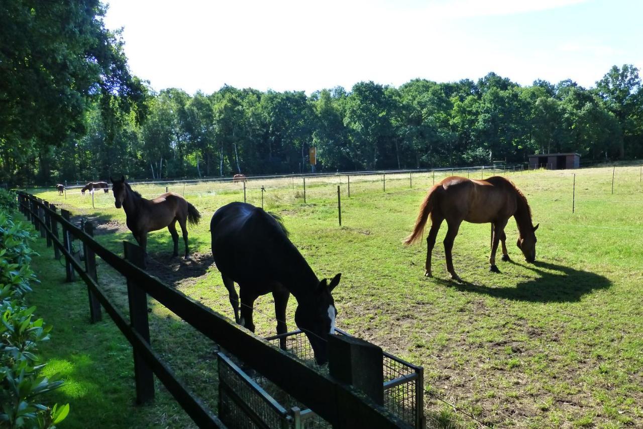 Grosse Ferienwohnung, Auf Bauernhof Mit Ponys Und Pferden, Laendlich Und Ruhig, Naehe Duemmer See Holdorf Exteriér fotografie