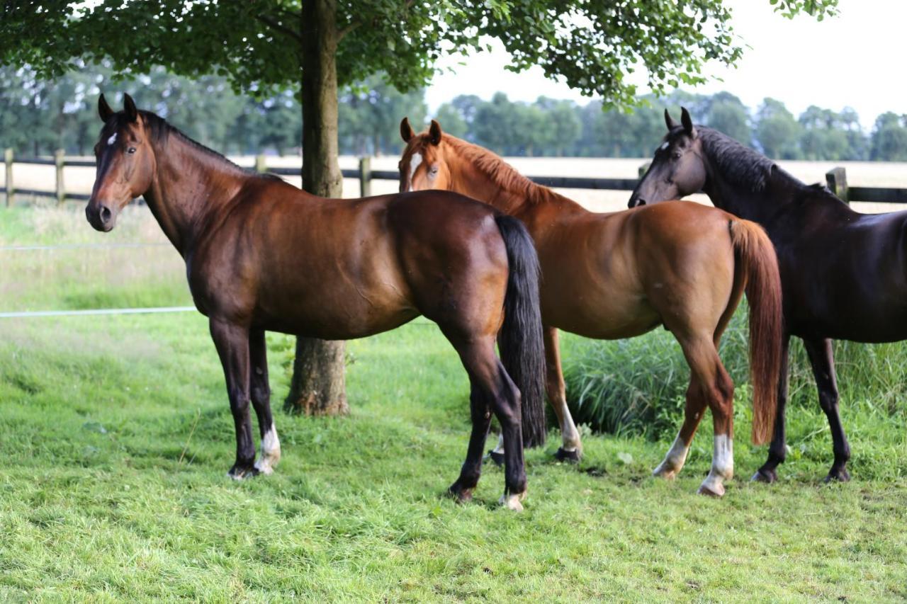 Grosse Ferienwohnung, Auf Bauernhof Mit Ponys Und Pferden, Laendlich Und Ruhig, Naehe Duemmer See Holdorf Exteriér fotografie